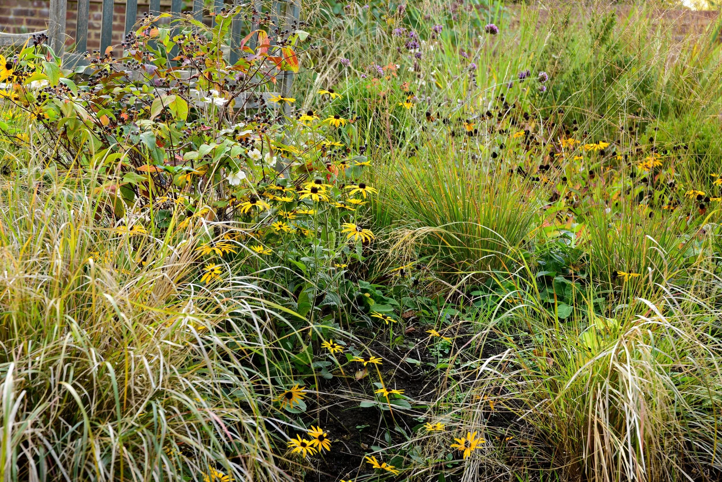Ornamental grasses, rudbeckia and dark elderberry fruit bring autumn interest to a Surrey border. JaneShanksterGardenDesign.co.uk

As the season turns, feathery grasses and golden rudbeckia mingle with the dark berries of an elderberry shrub, showing