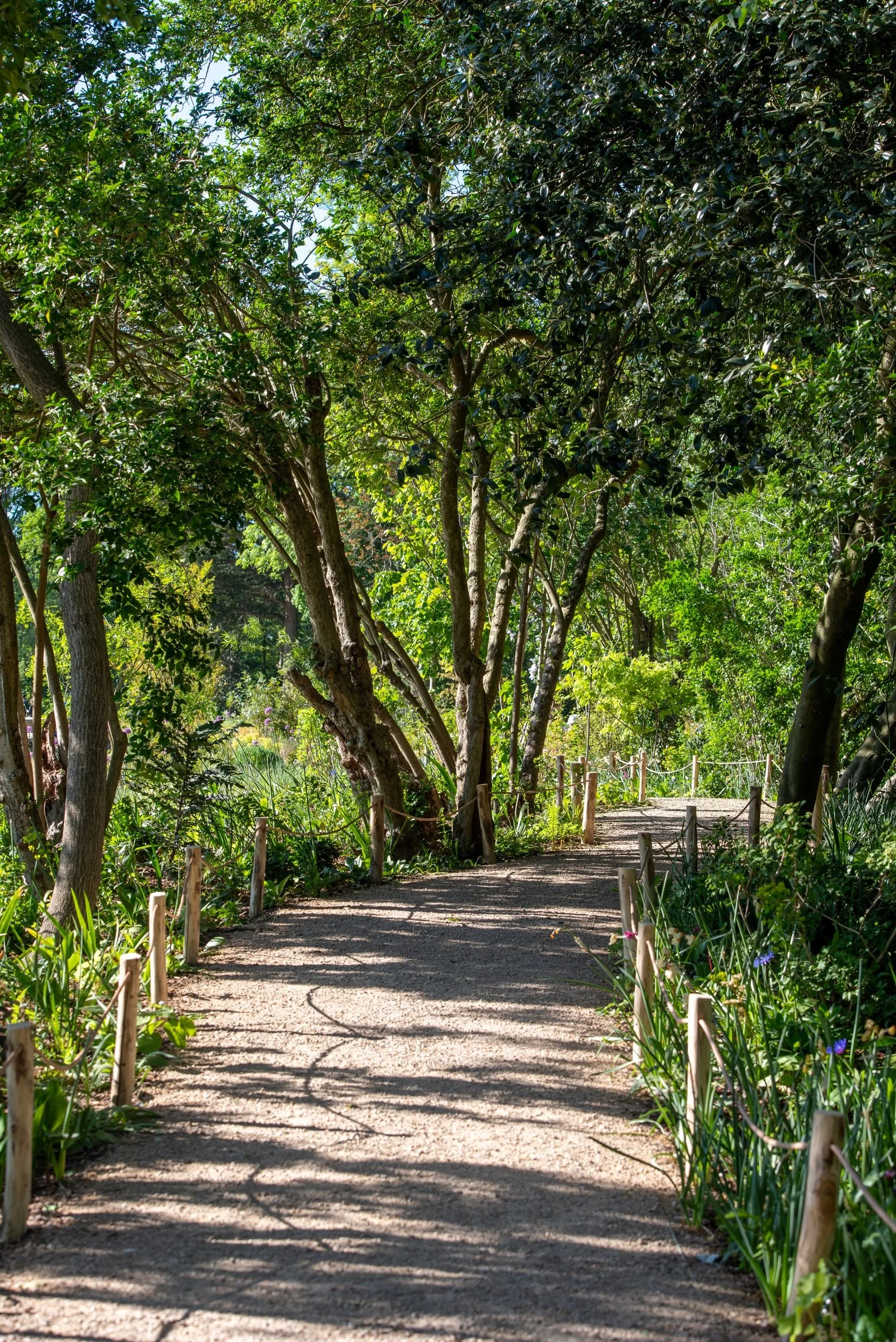 Gravel path lined with multi-stemmed trees and rope fencing in the Queen Elizabeth II Garden