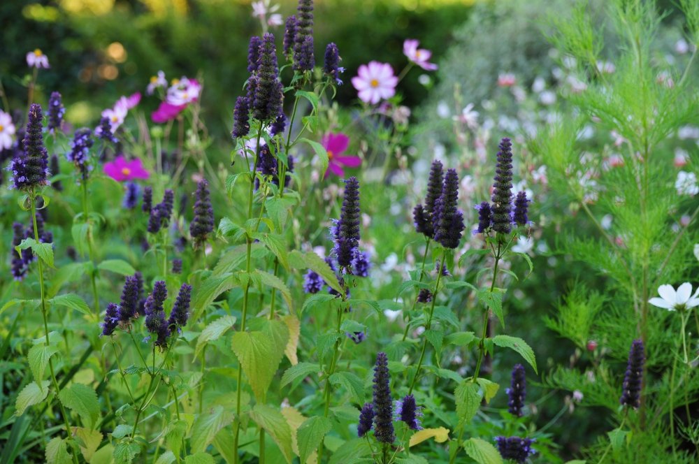 Tall purple agastache spikes rise above pink and white cosmos in a pollinator-friendly Berkshire country garden border. JaneShanksterGardenDesign.co.uk.

Bees and butterflies gravitate to this corner of the garden, where deep purple agastache spikes 