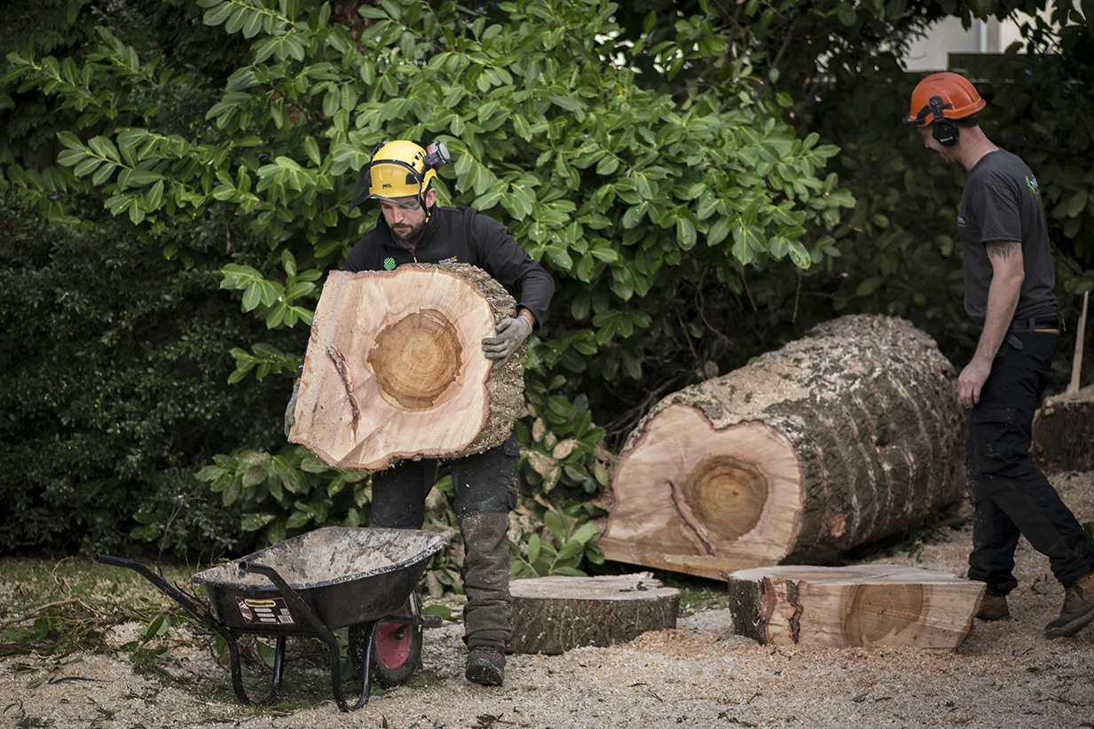 Arboriculture Tree Removal