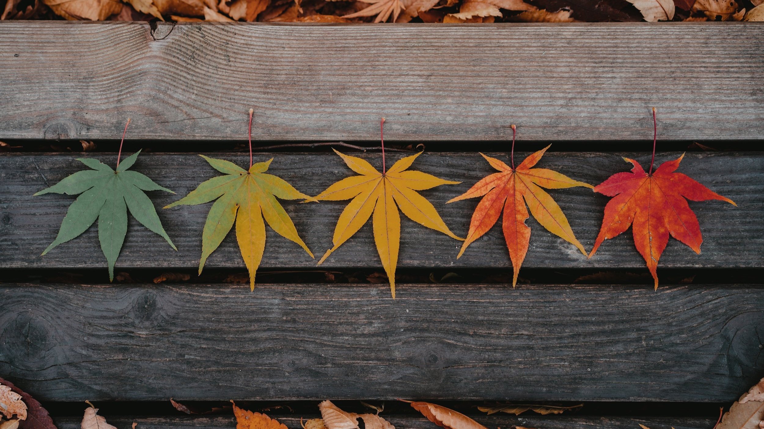 YOGA IM JAHRESKREIS (ONLINE PAKET)