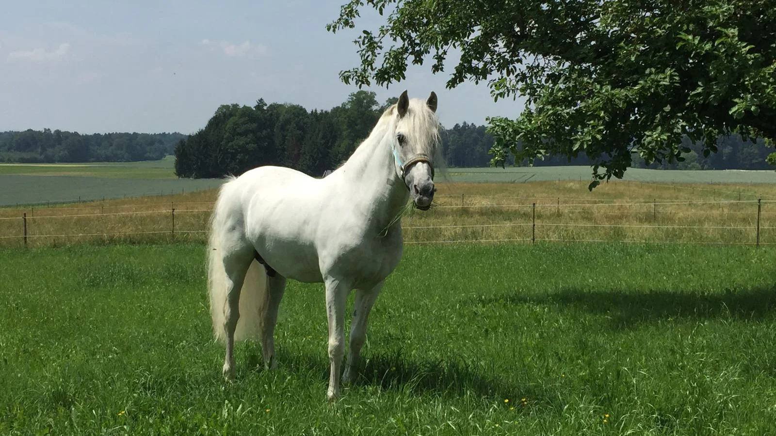 Das weisse Pferd