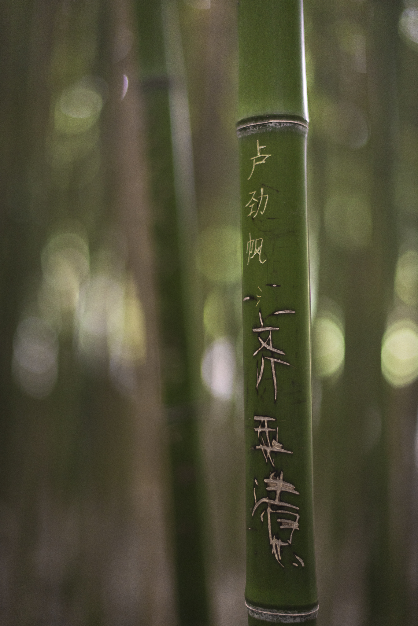 _CWB0589.jpg