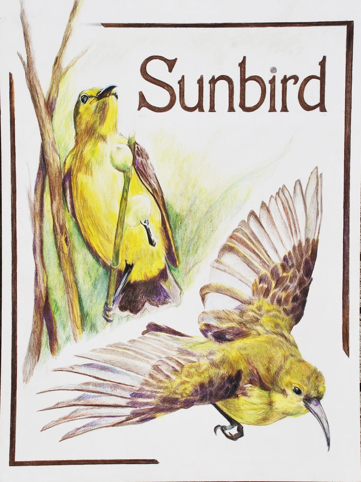 Sunbird Illustration.