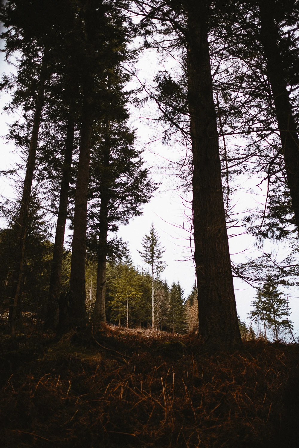 Scotland-Midlothian-Glentress