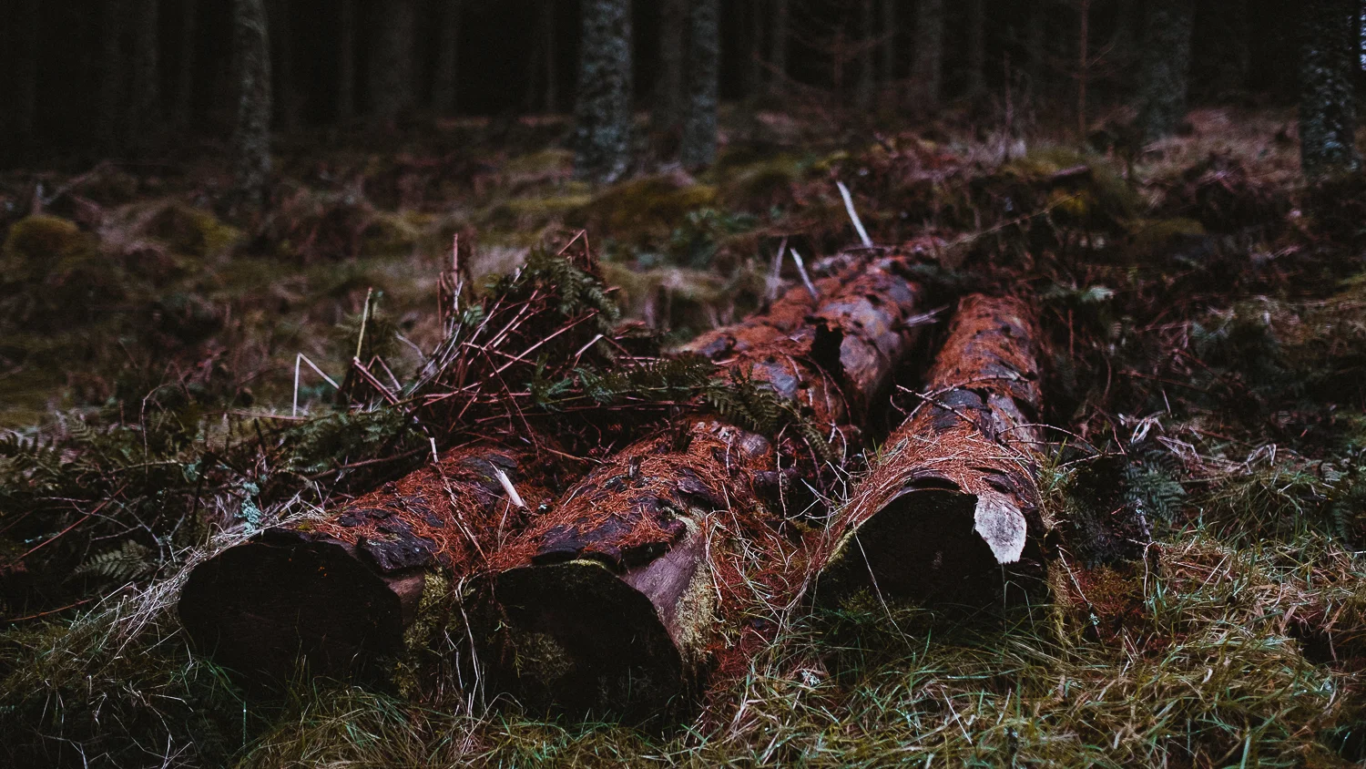 Scotland-Midlothian-Glentress