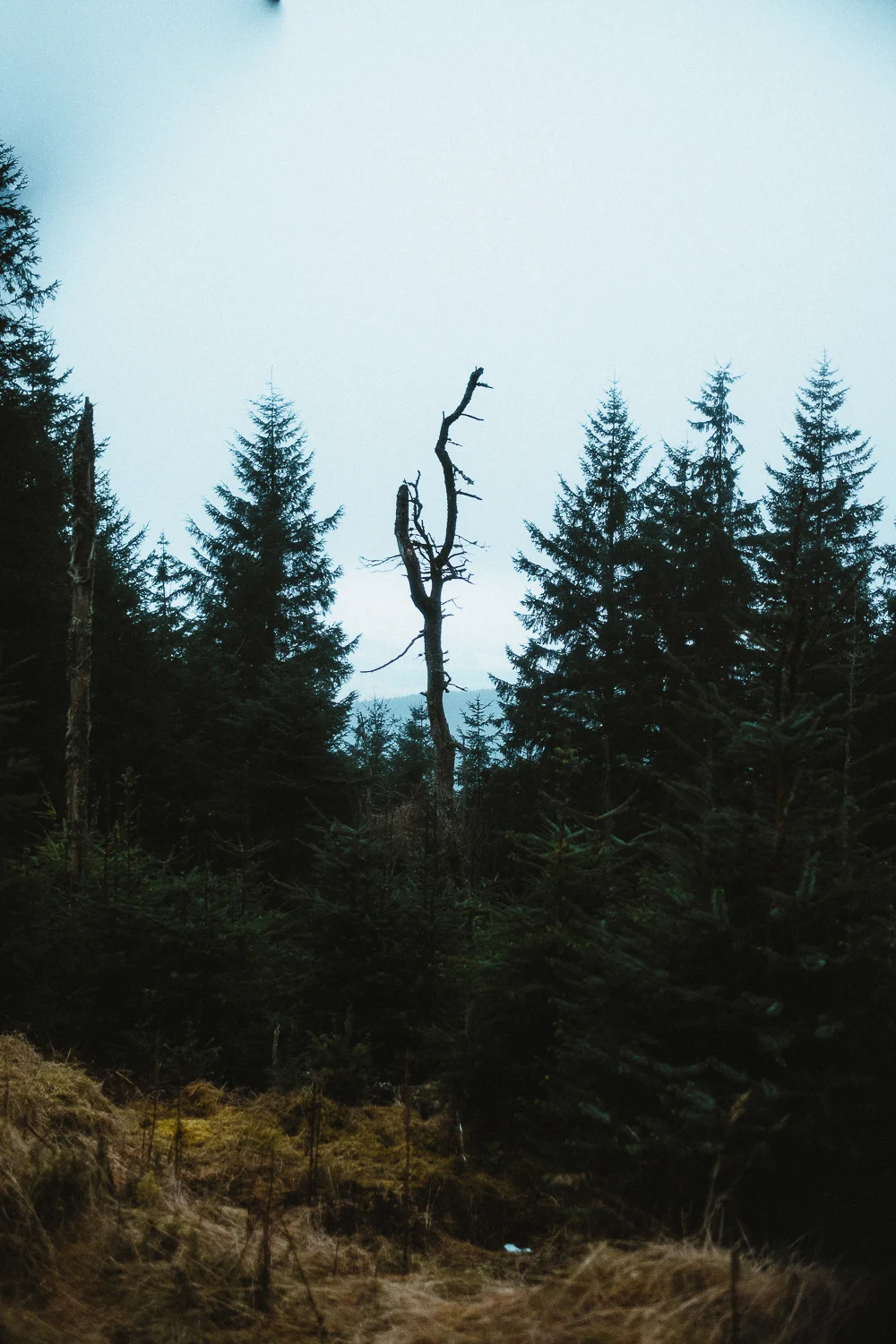 Scotland-Midlothian-Glentress