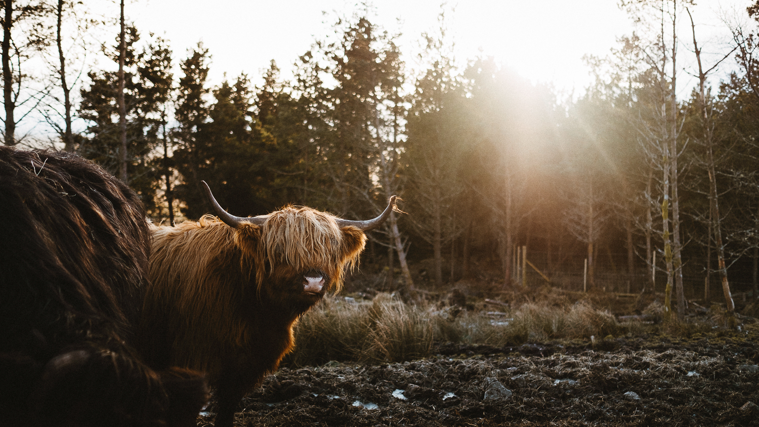 Scotland-Highland-West-Highland-Way