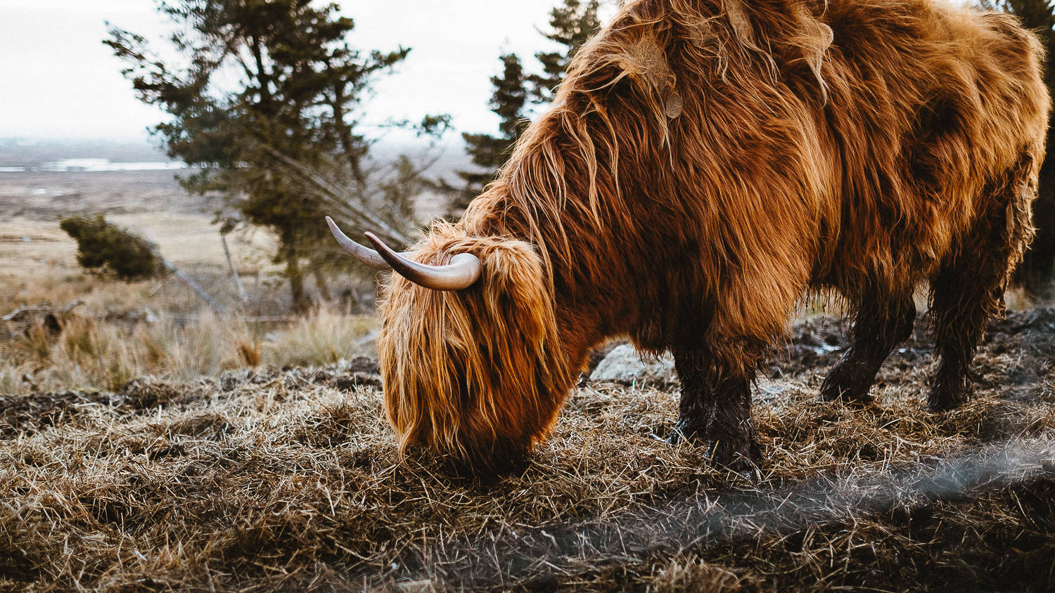 Scotland-Argyl-Vache des Highlands