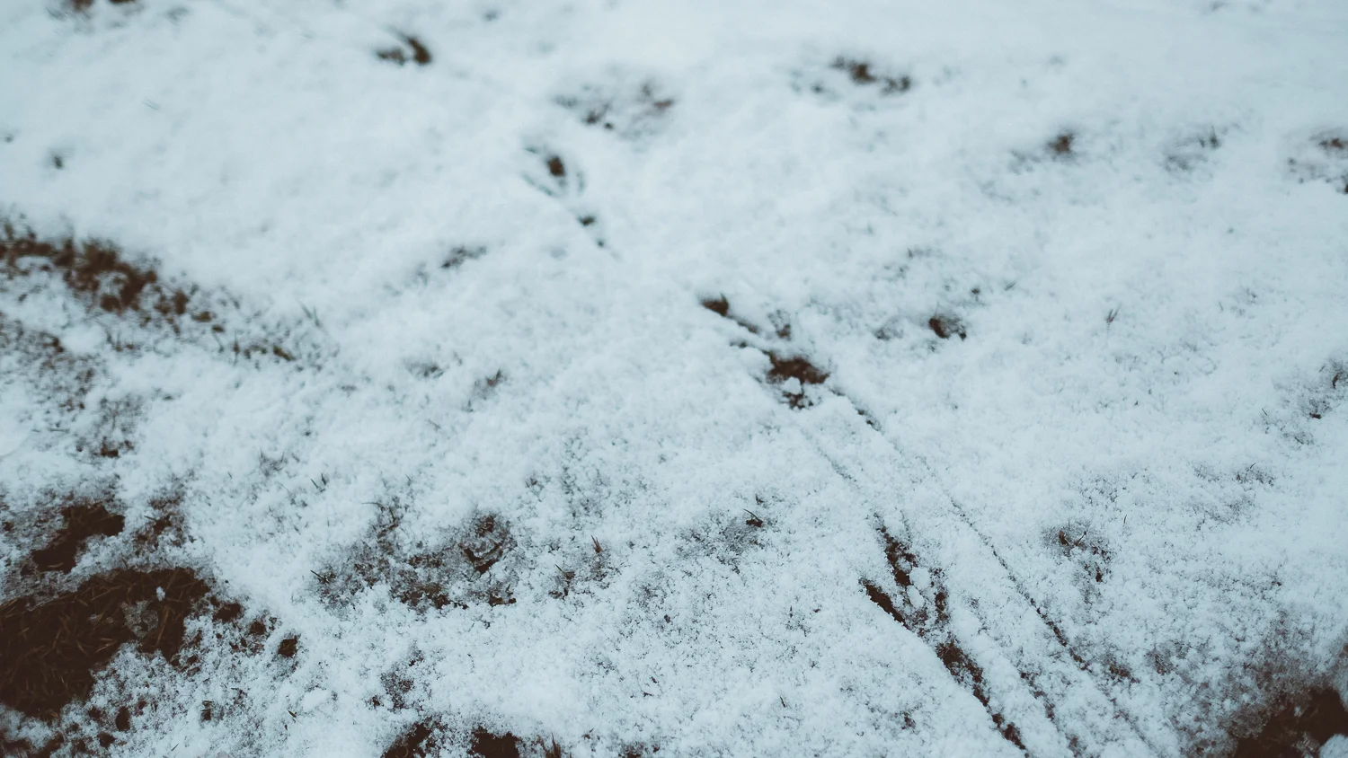 0006-photography-trekking-snow-20171125124953.jpg