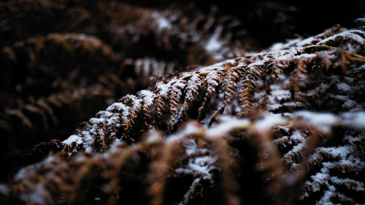 0001-winter-photography-auvergne-20171106103808.jpg