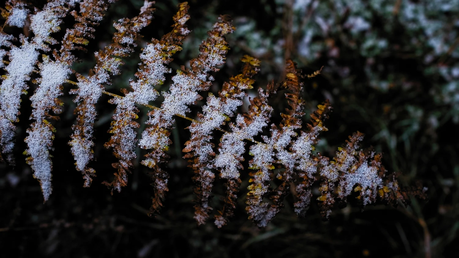0003-winter-photography-auvergne-20171106103912.jpg