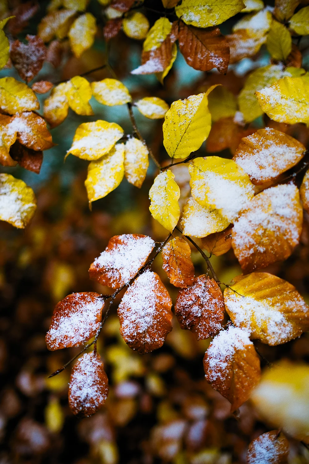 0005-winter-photography-auvergne-20171106105402.jpg