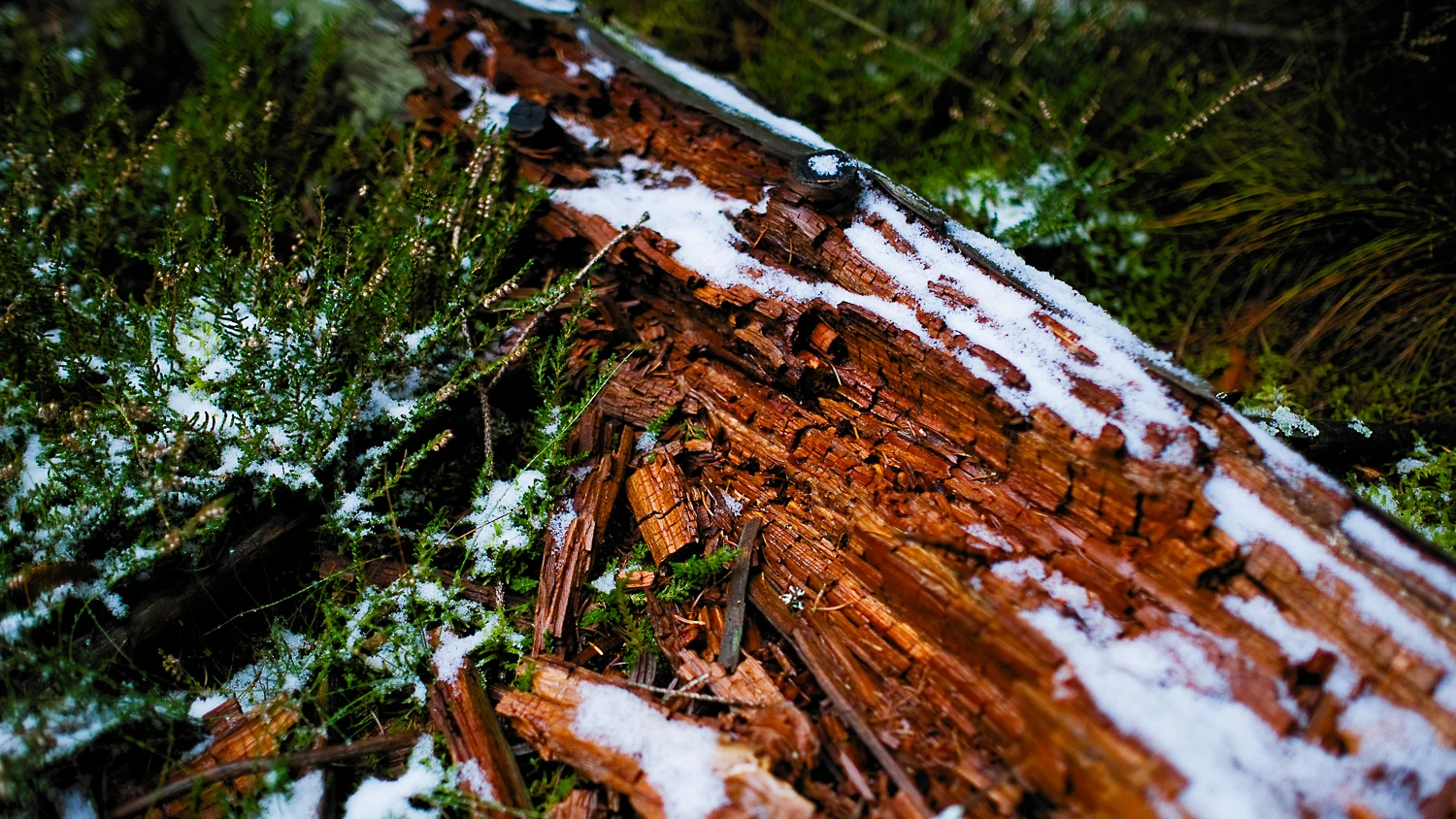 0006-winter-photography-auvergne-20171106105452.jpg