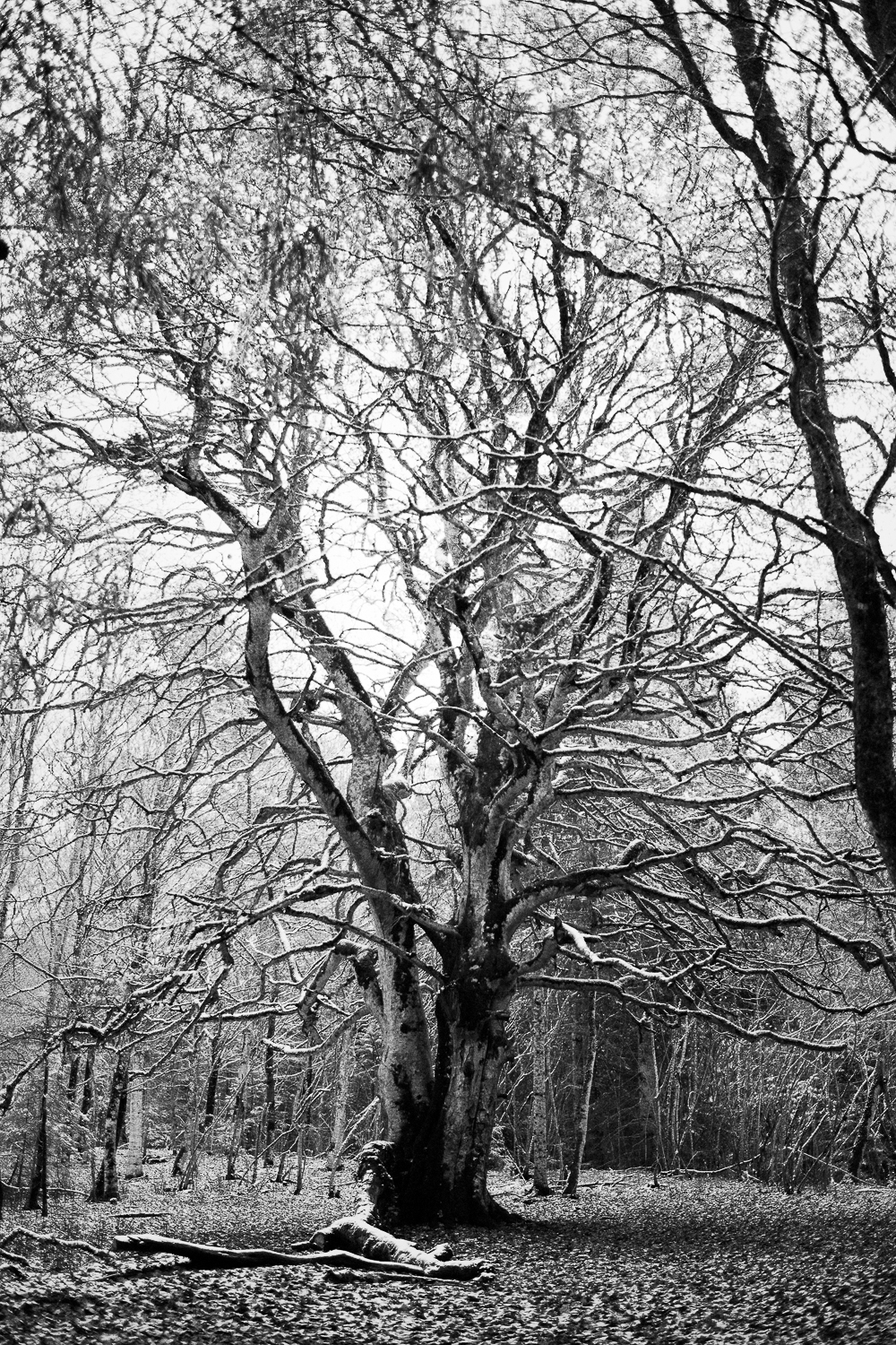 0008-winter-photography-auvergne-20171106114305.jpg