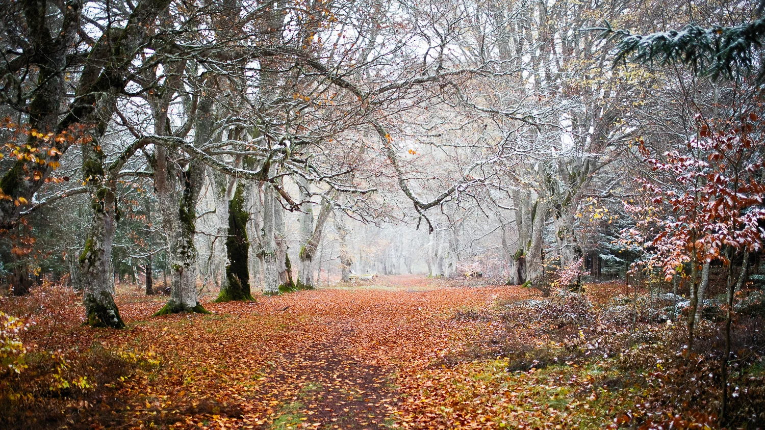 0014-winter-photography-auvergne-20171106125942.jpg
