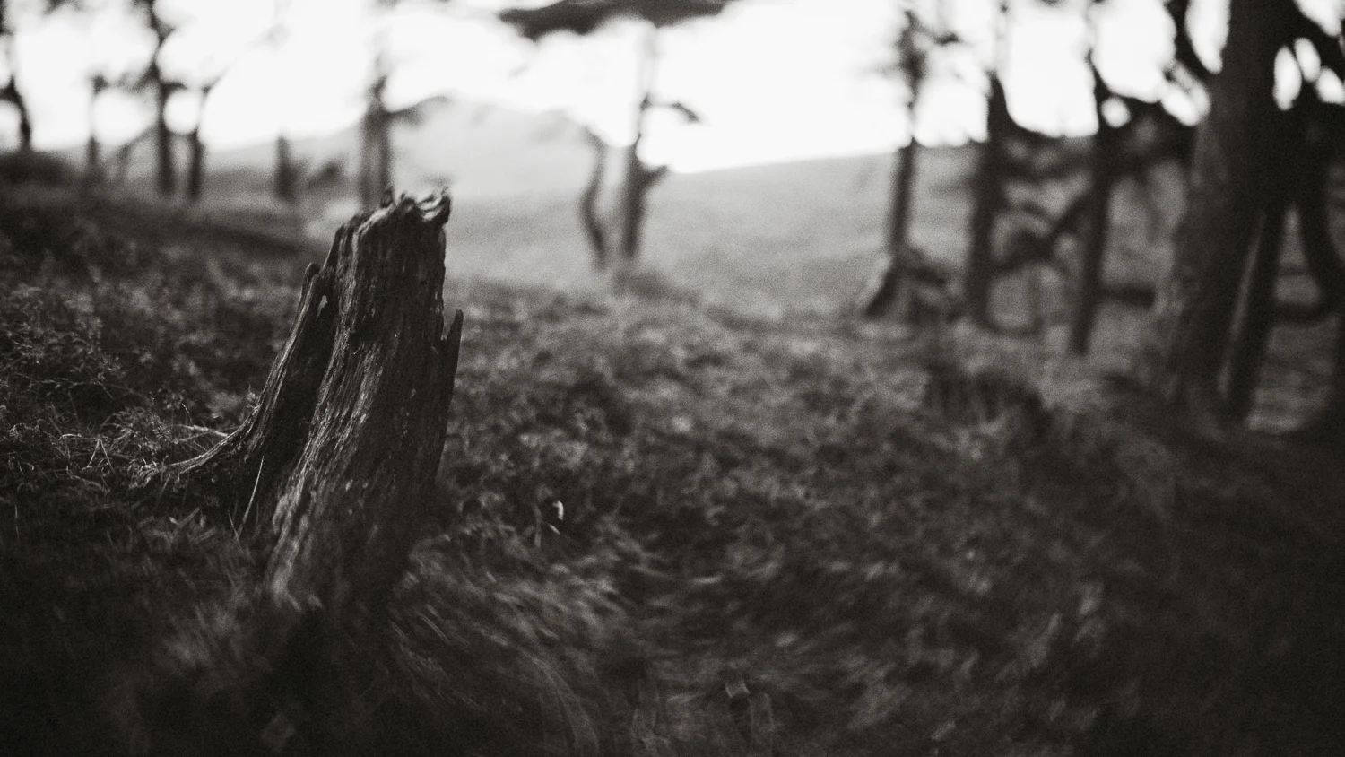 Scotland-Midlothian-Penicuik-Pentlands-Shooting Marlene