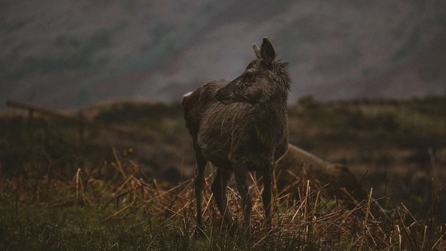 0014-workshop-glencoe-skye-20180508090159.jpg