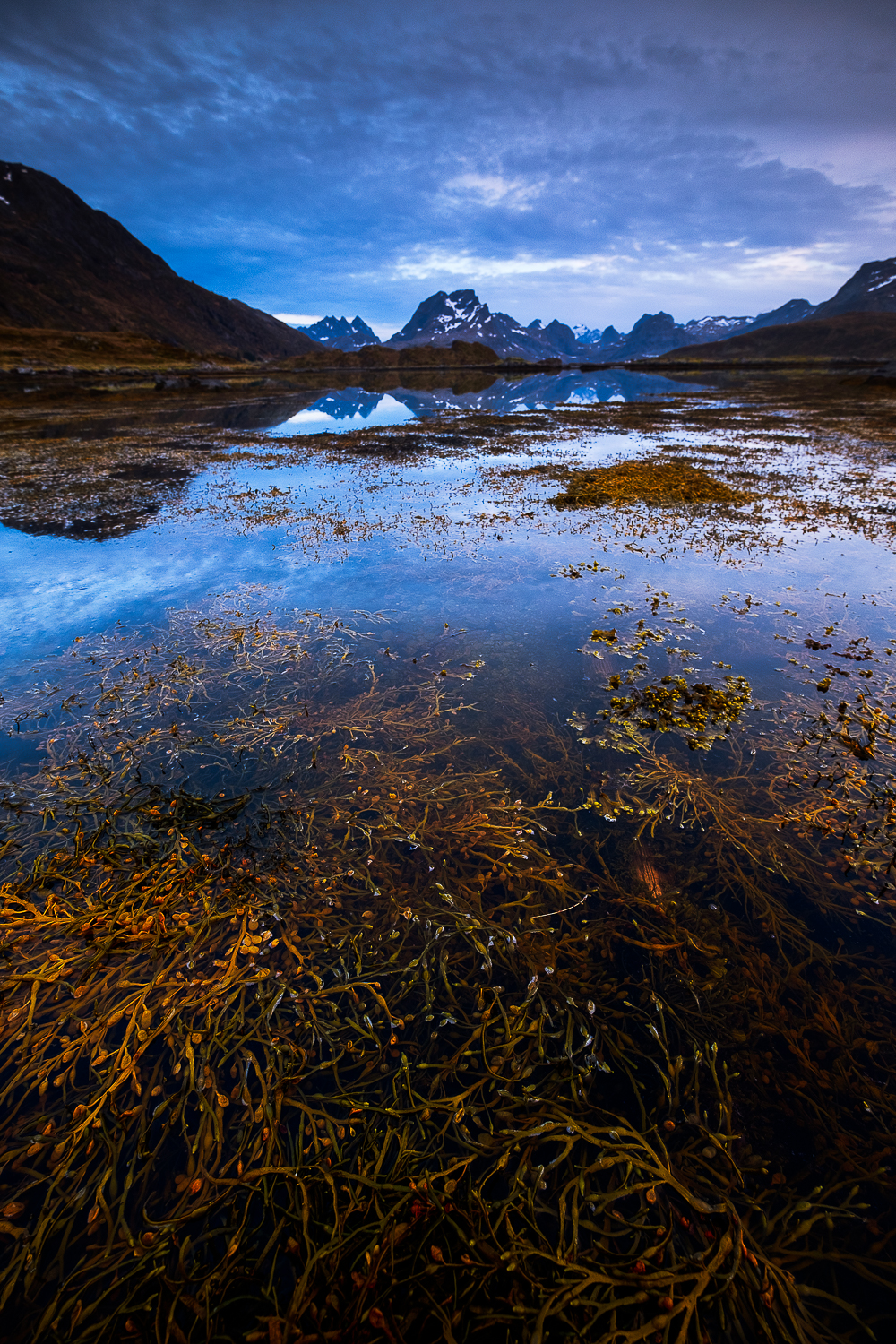 Paysage des îles Lofoten