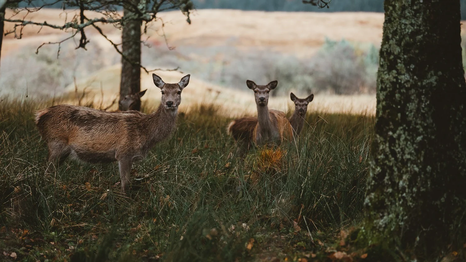0018-ecosse-automne-voyage-photo-20181021141558-compress.jpg