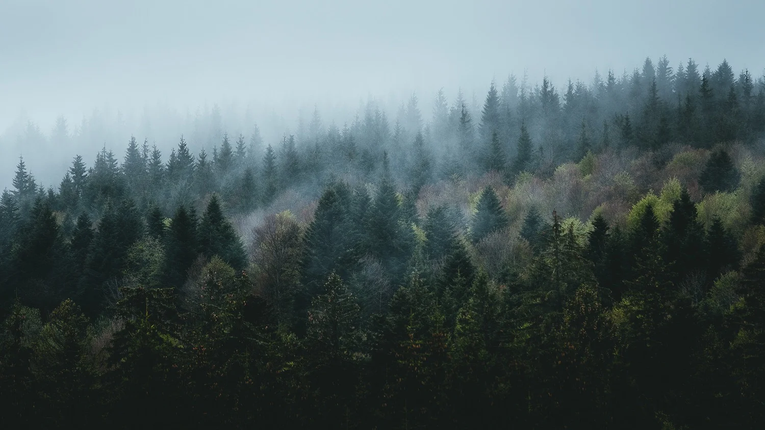 0003-vosges-paysage-nature-20190428182002-compress.jpg