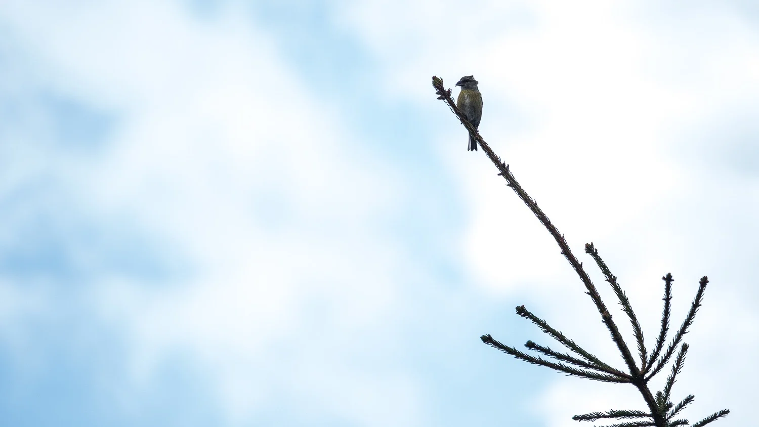 0012-vosges-paysage-nature-20190429124934-compress.jpg