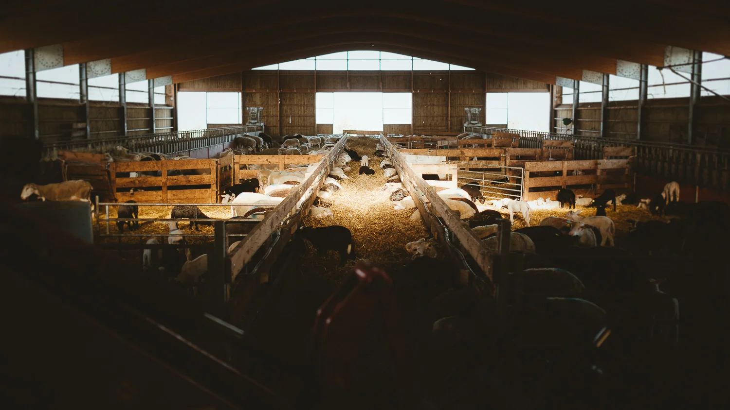 0005-reportage photo-ferme-fromage-la caprovine-20180814172428.jpg
