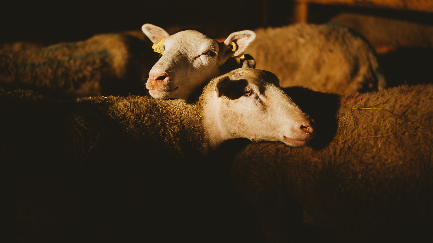 0006-reportage photo-ferme-fromage-la caprovine-20180814172940.jpg