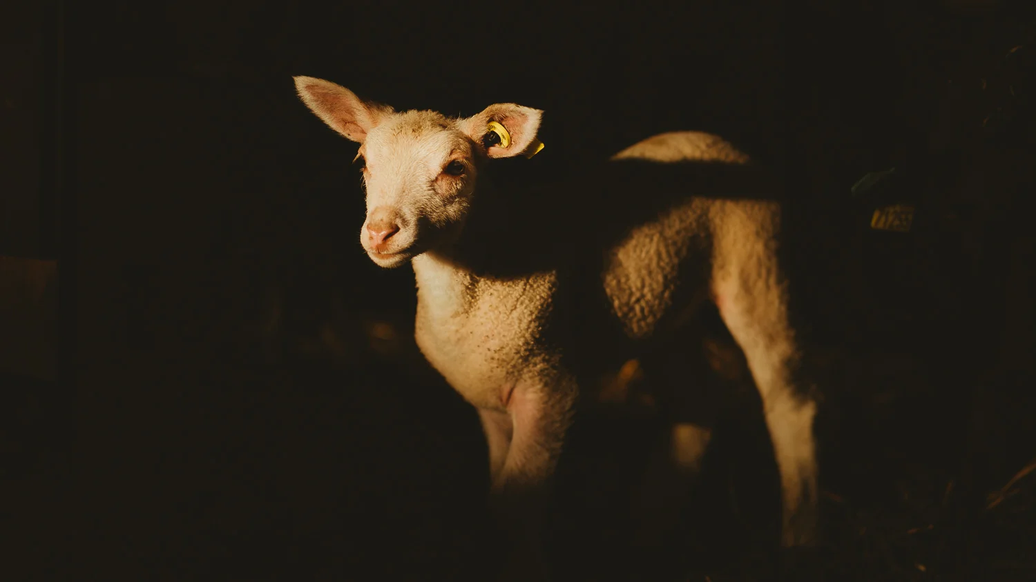 0007-reportage photo-ferme-fromage-la caprovine-20180814173054.jpg
