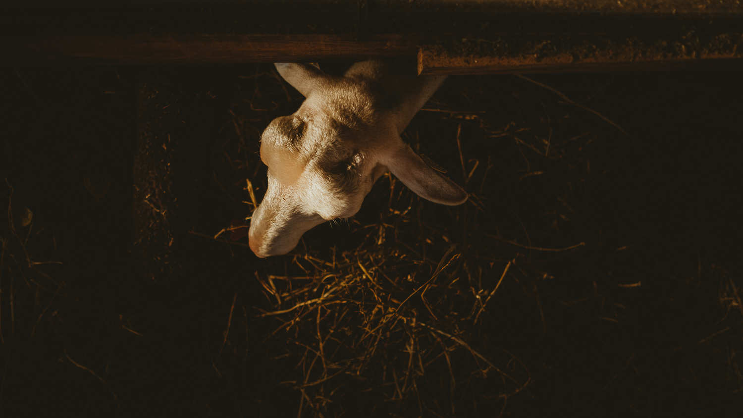 0009-reportage photo-ferme-fromage-la caprovine-20180814173847.jpg