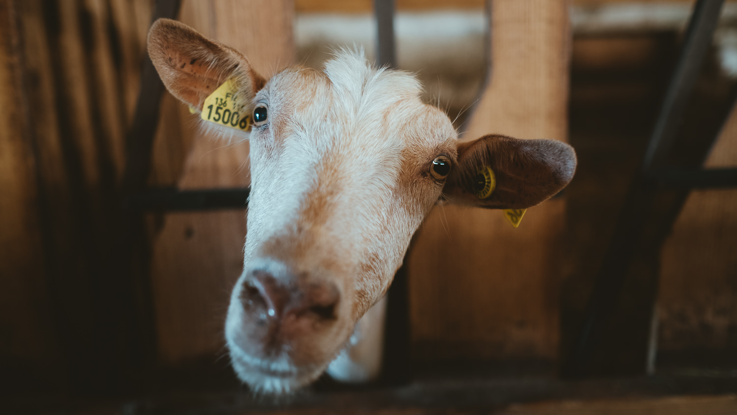 0013-reportage photo-ferme-fromage-la caprovine-20180817072834.jpg