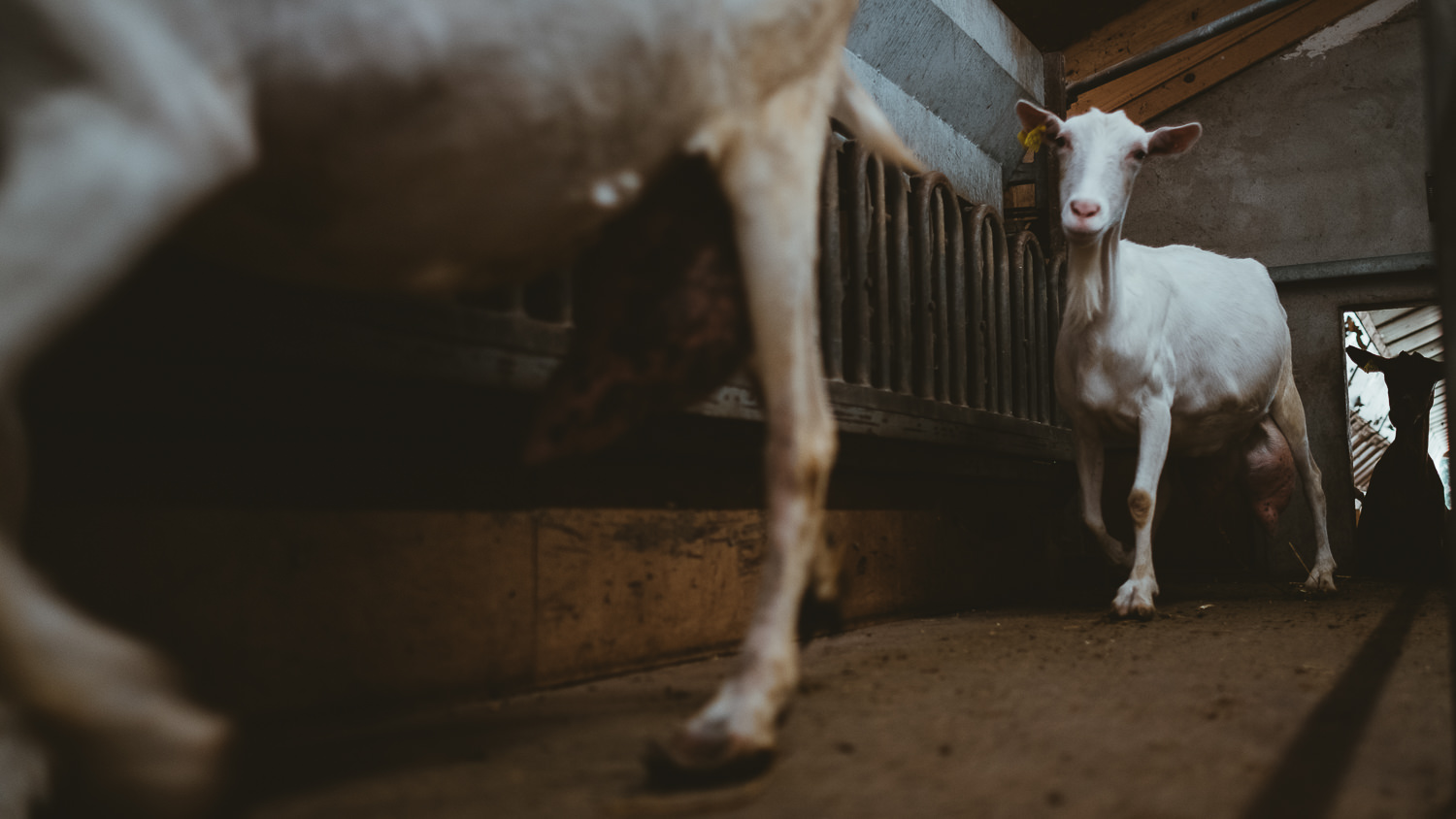 0016-reportage photo-ferme-fromage-la caprovine-20180817071718.jpg