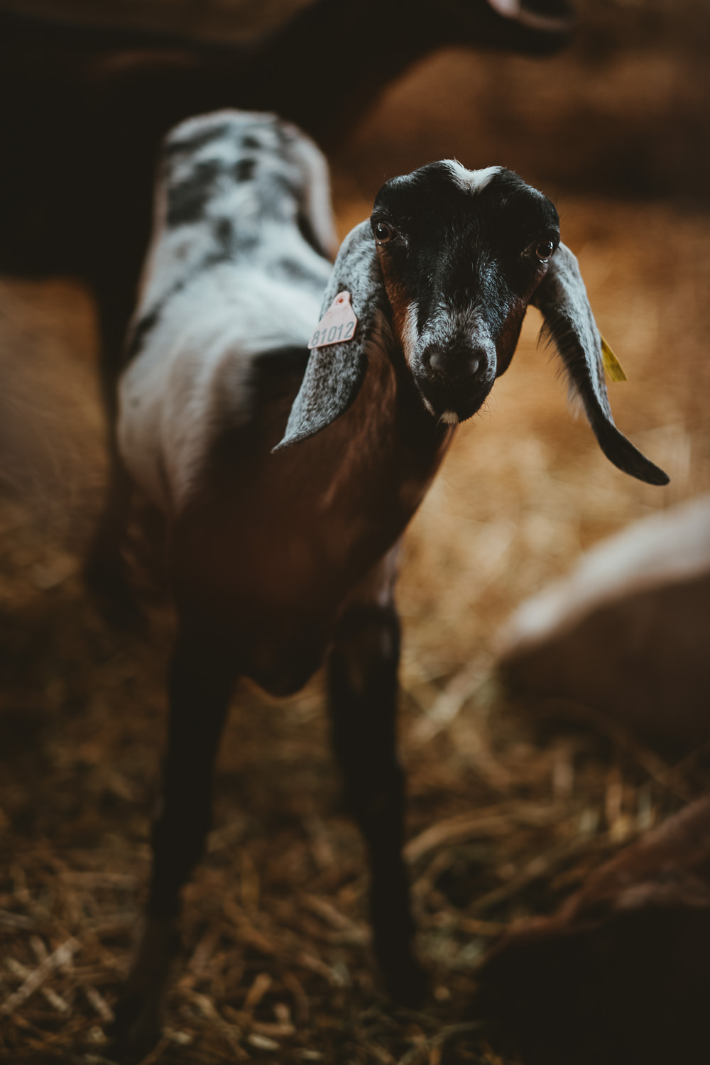 0021-reportage photo-ferme-fromage-la caprovine-20180817072933.jpg