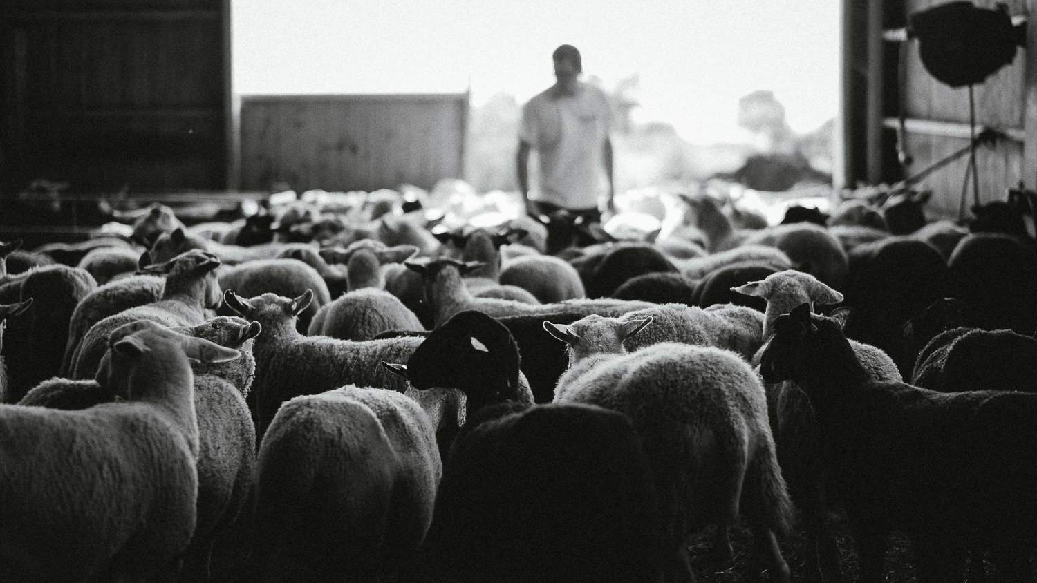 0055-reportage photo-ferme-fromage-la caprovine-20180819081125.jpg