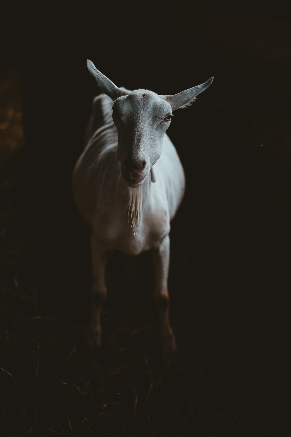 0059-reportage photo-ferme-fromage-la caprovine-20180815155255.jpg