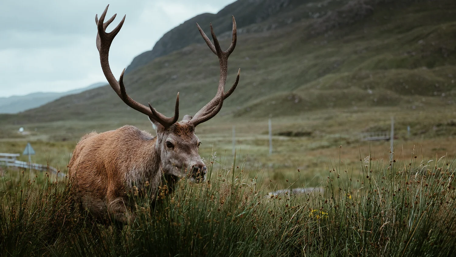 0002-ecosse-highland-nord-20190811174702.jpg