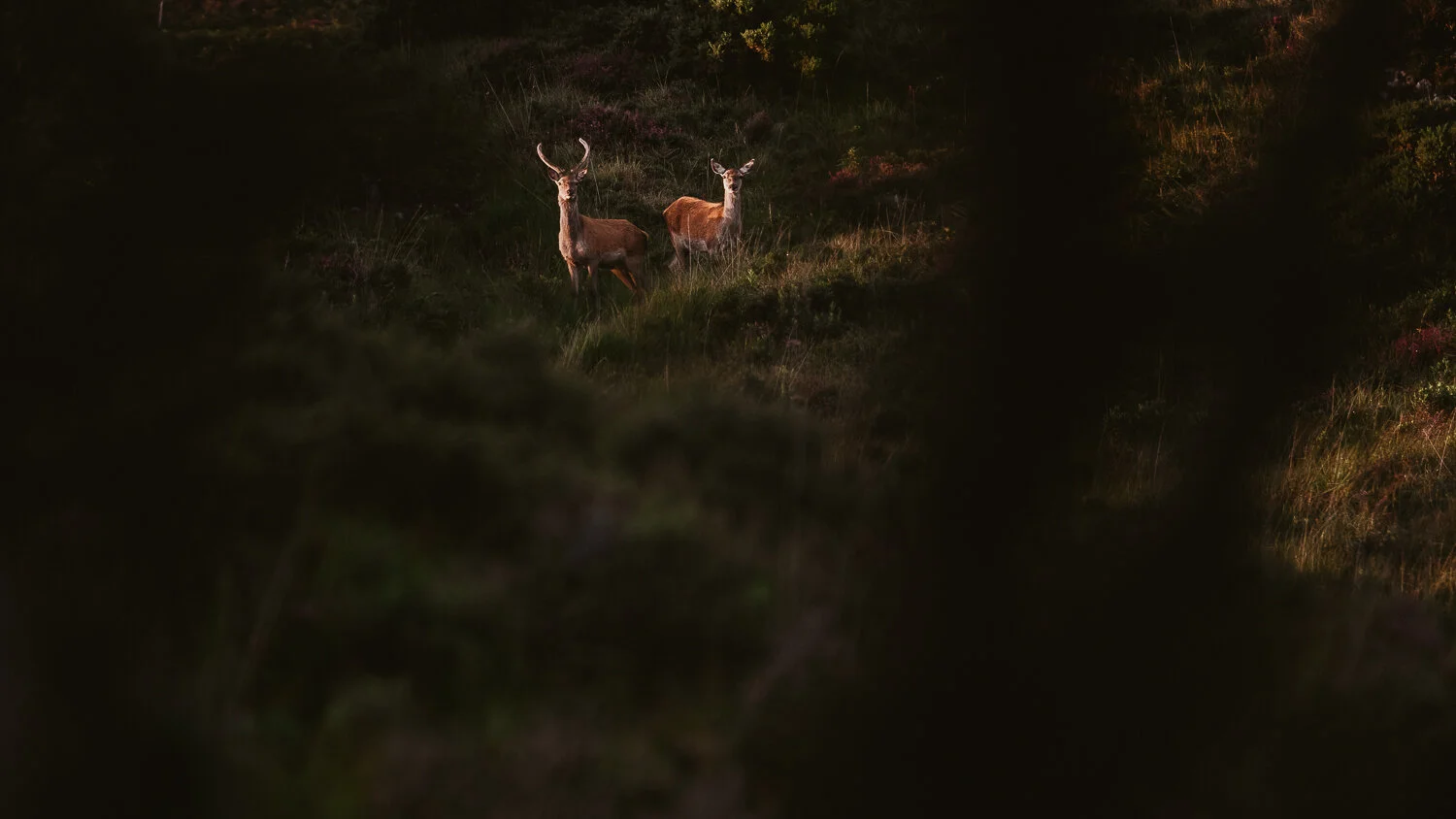 0023-ecosse-highland-nord-20190813210201.jpg
