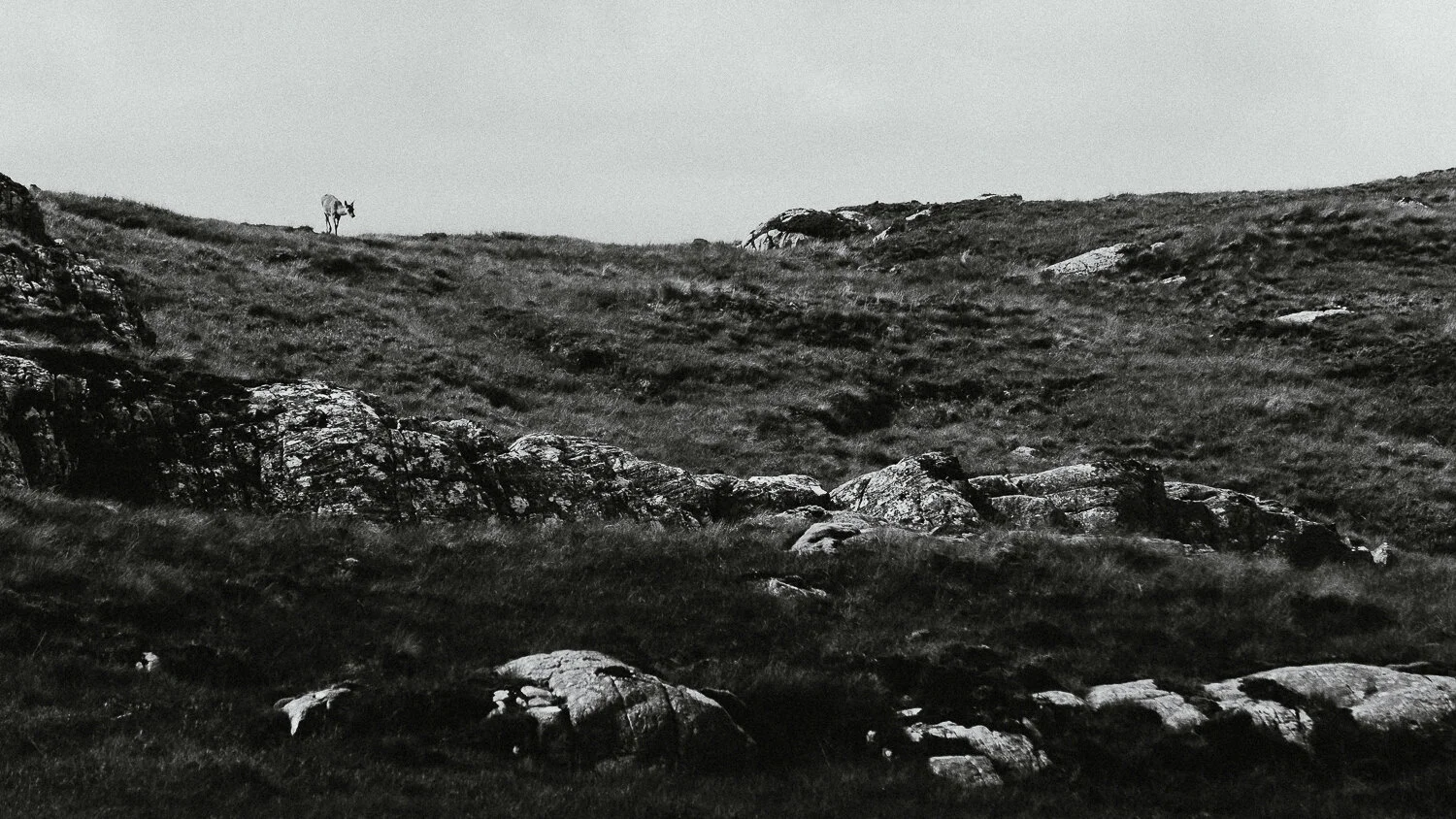 0044-ecosse-highland-nord-20190814124048.jpg