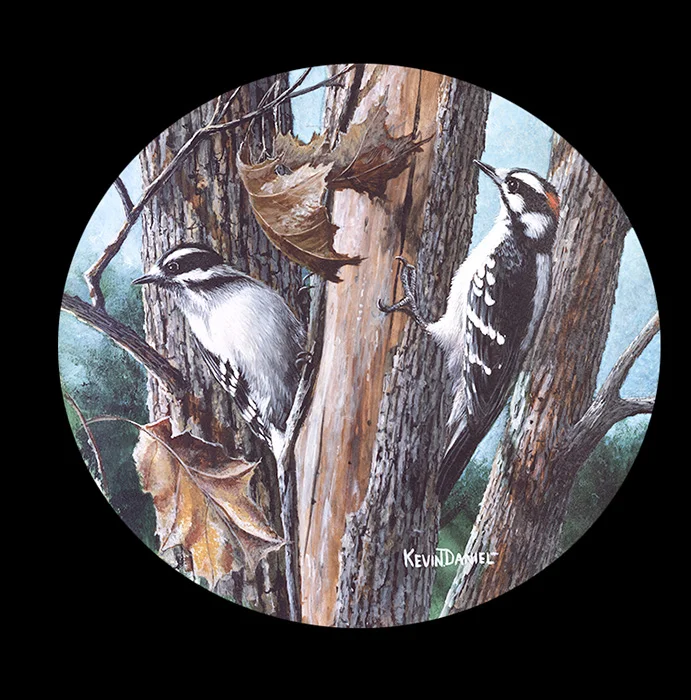 044 Downey Woodpecker copy.jpg