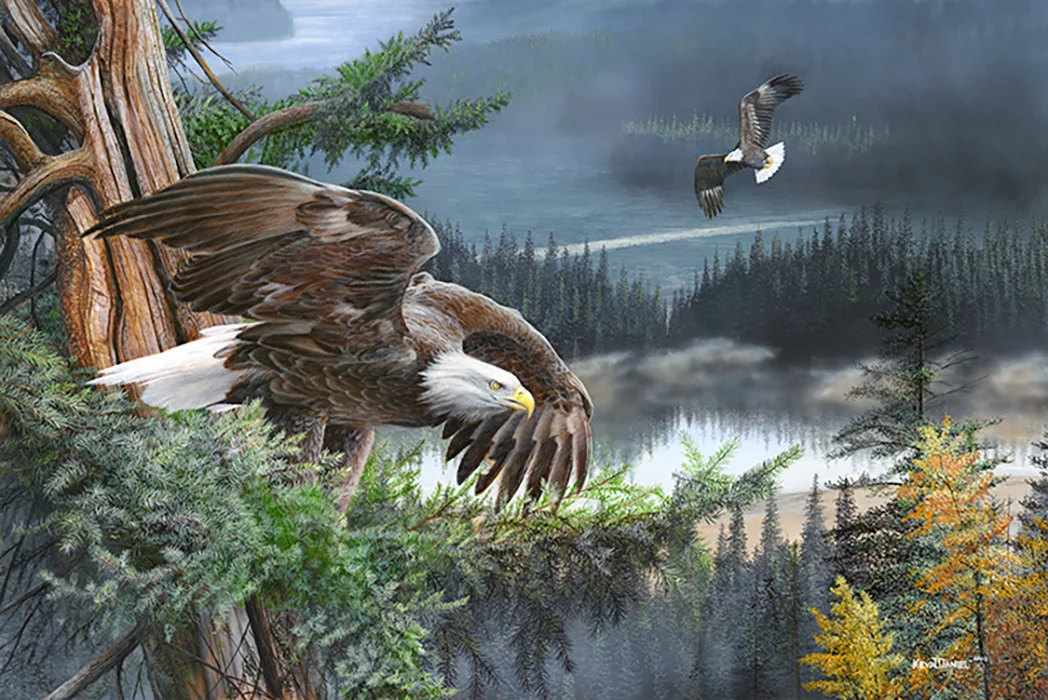  Wings Of Freedom - Bald Eagle