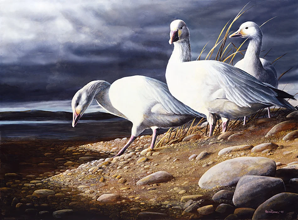373 Snow Geese copy.jpg