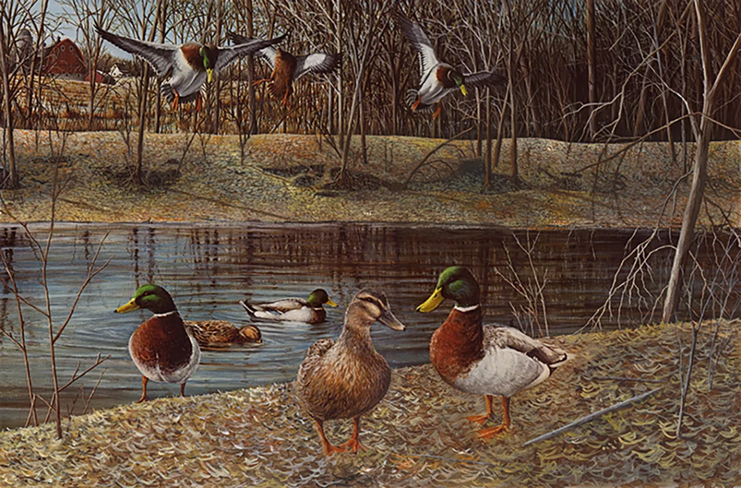  395 - Mallards