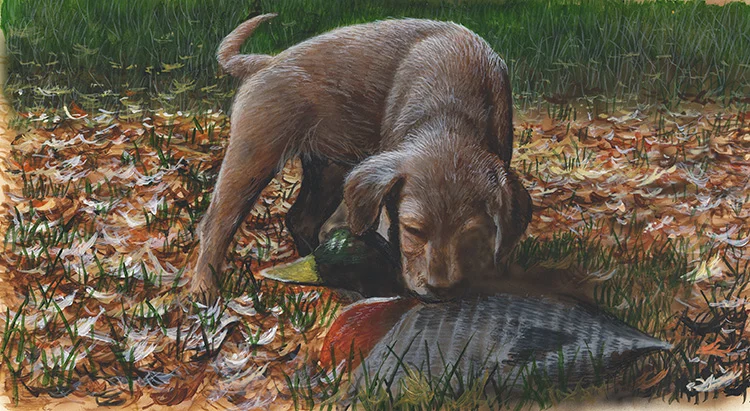 412 Chocolate Lab Pup copy.jpg