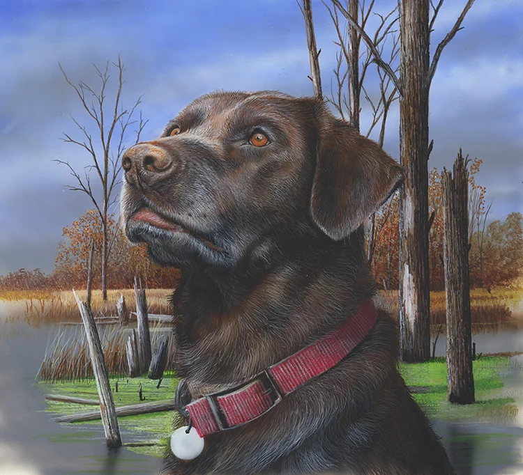  Chocolate Lab Portrait