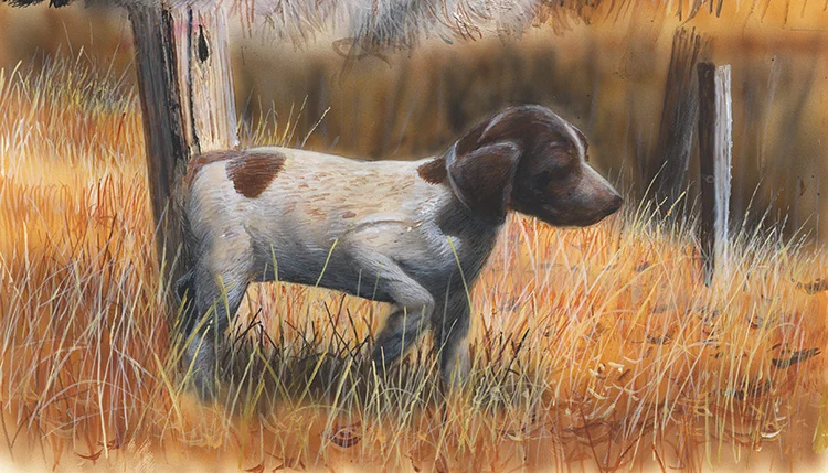 414-German Shorthair Pup copy.jpg