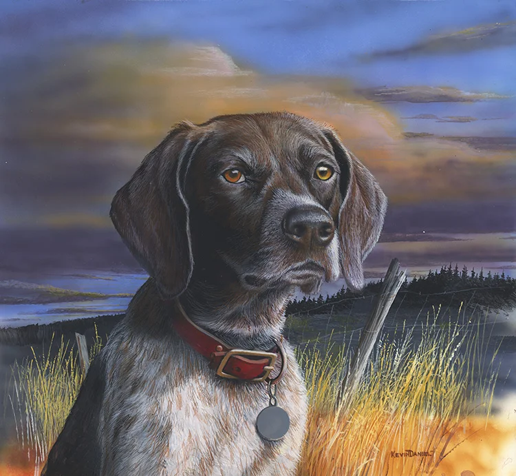  German Shorthair Portrait