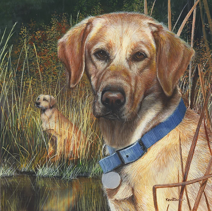  Yellow Lab Portrait