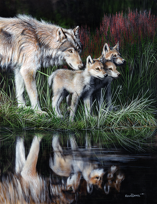 446 Reflections - Wolves 