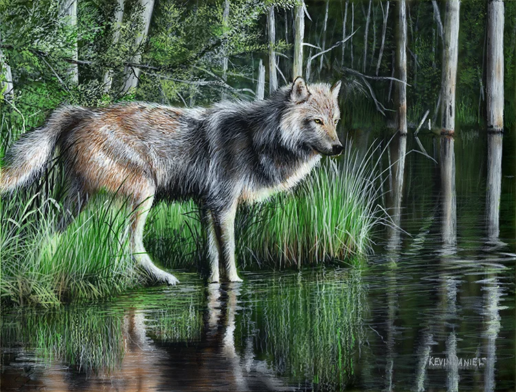 526 Reflections II - Wolf 