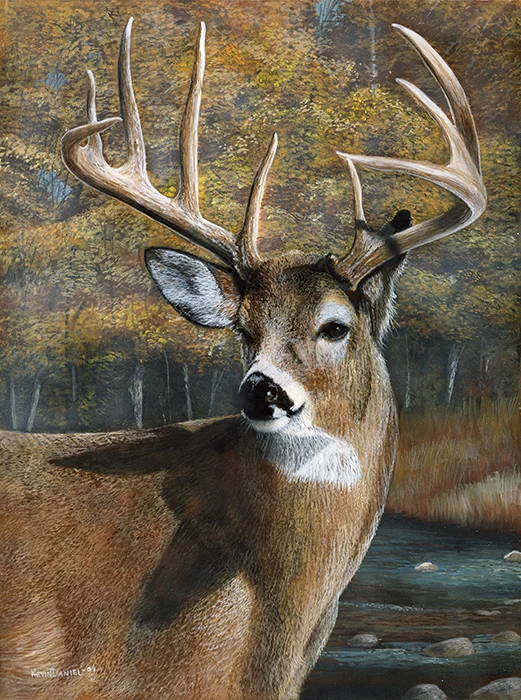 376 Whitetail Deer